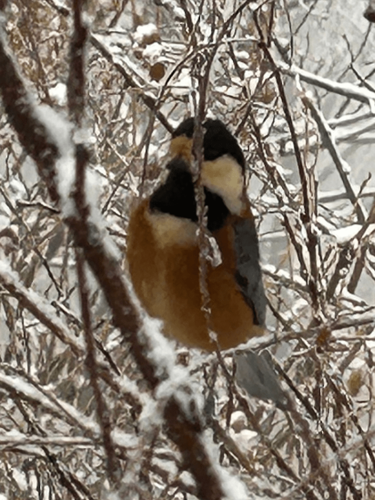 눈 내린 광교산의 새 사진이다
